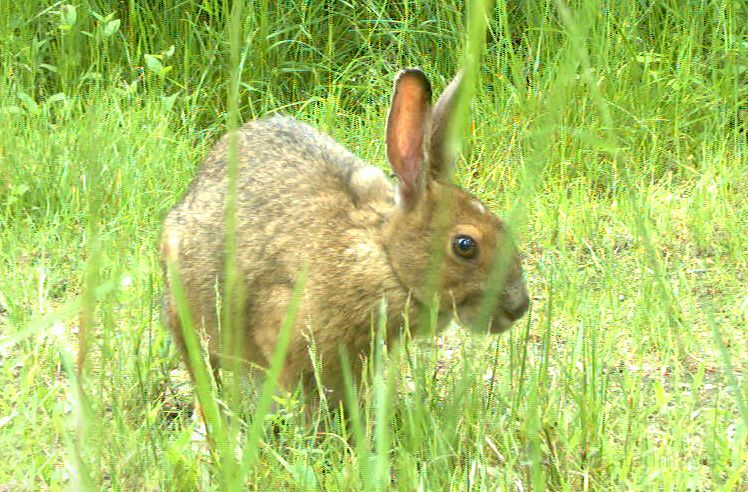 SnowshoeHare_062811_1010hrs.jpg - Snowshoe Hare (Lepus americanus)